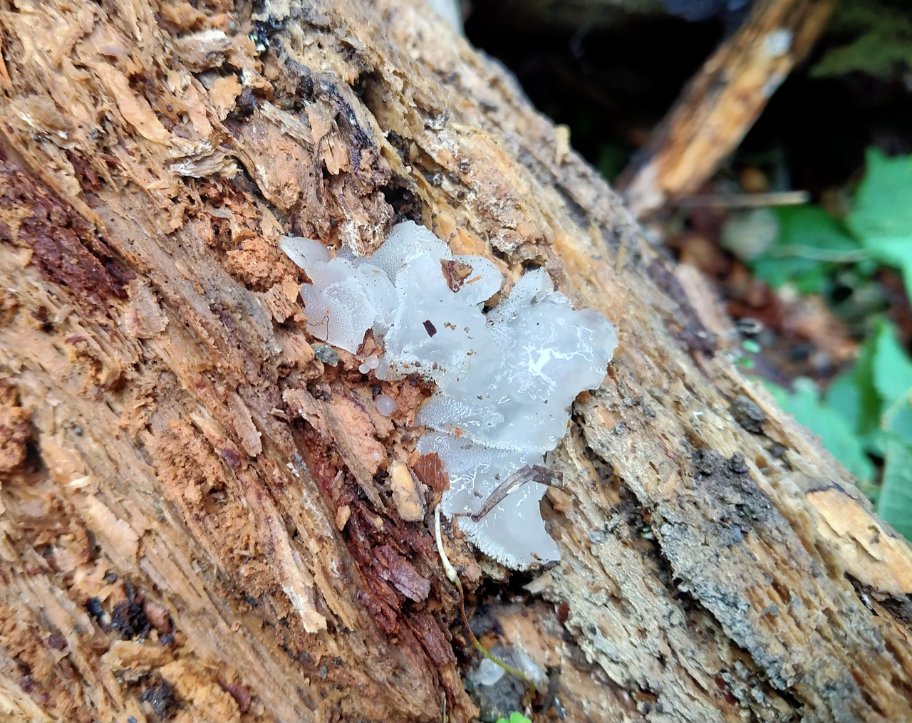 Observation mo-470531, Pseudohydnum gelatinosum