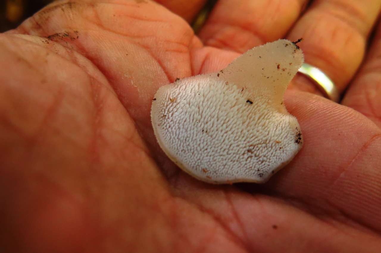 Observation mo-470702, Pseudohydnum gelatinosum