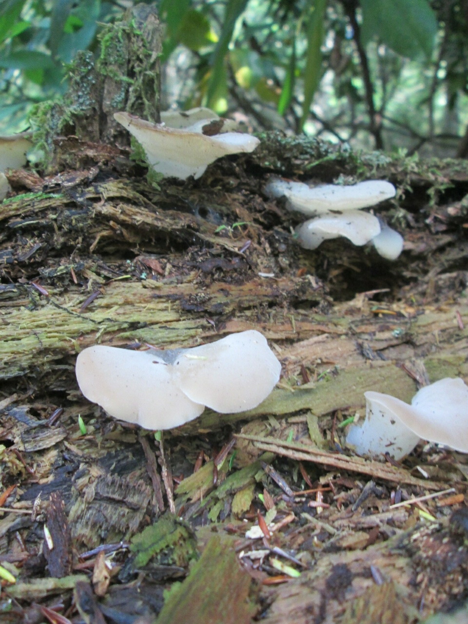 Observation mo-471923, Pseudohydnum gelatinosum