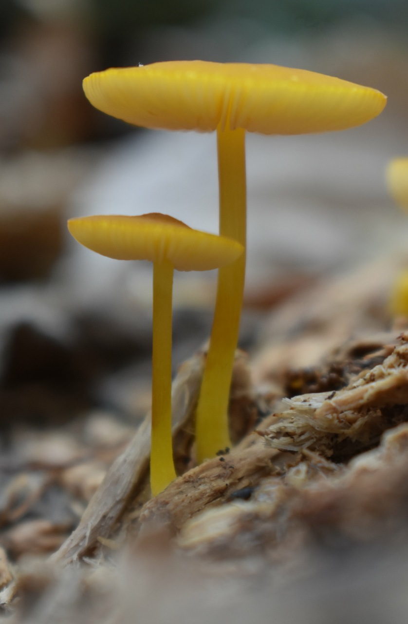 Observation mo-472696, Pluteus admirabilis