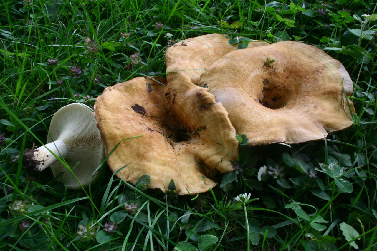 Observation mo-472798, Lactarius evosmus
