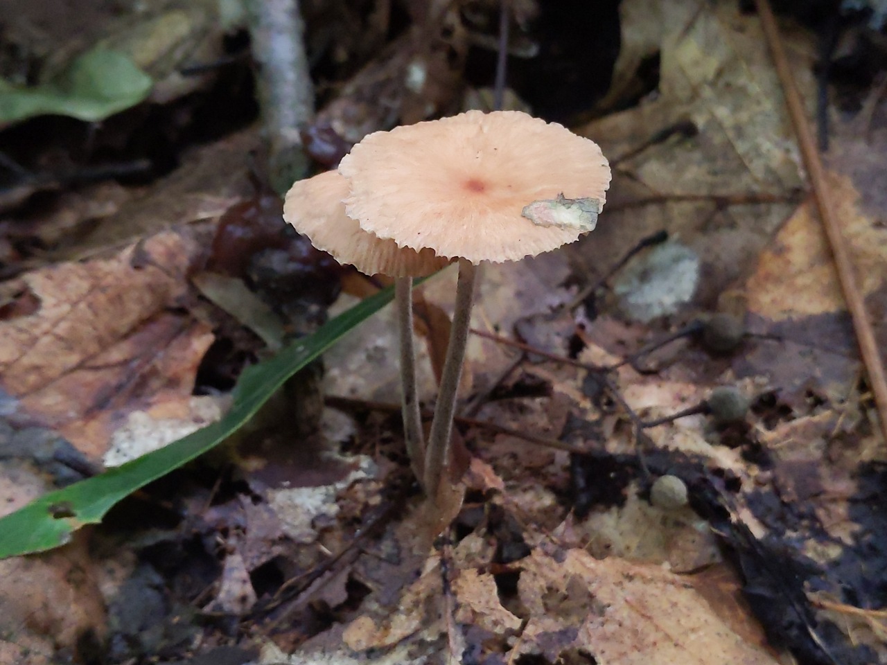 Observation mo-473304, Marasmiellus subnudus