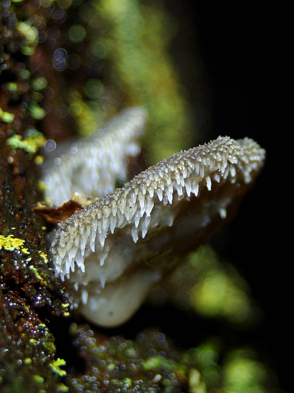 Observation mo-47381, Pseudohydnum gelatinosum