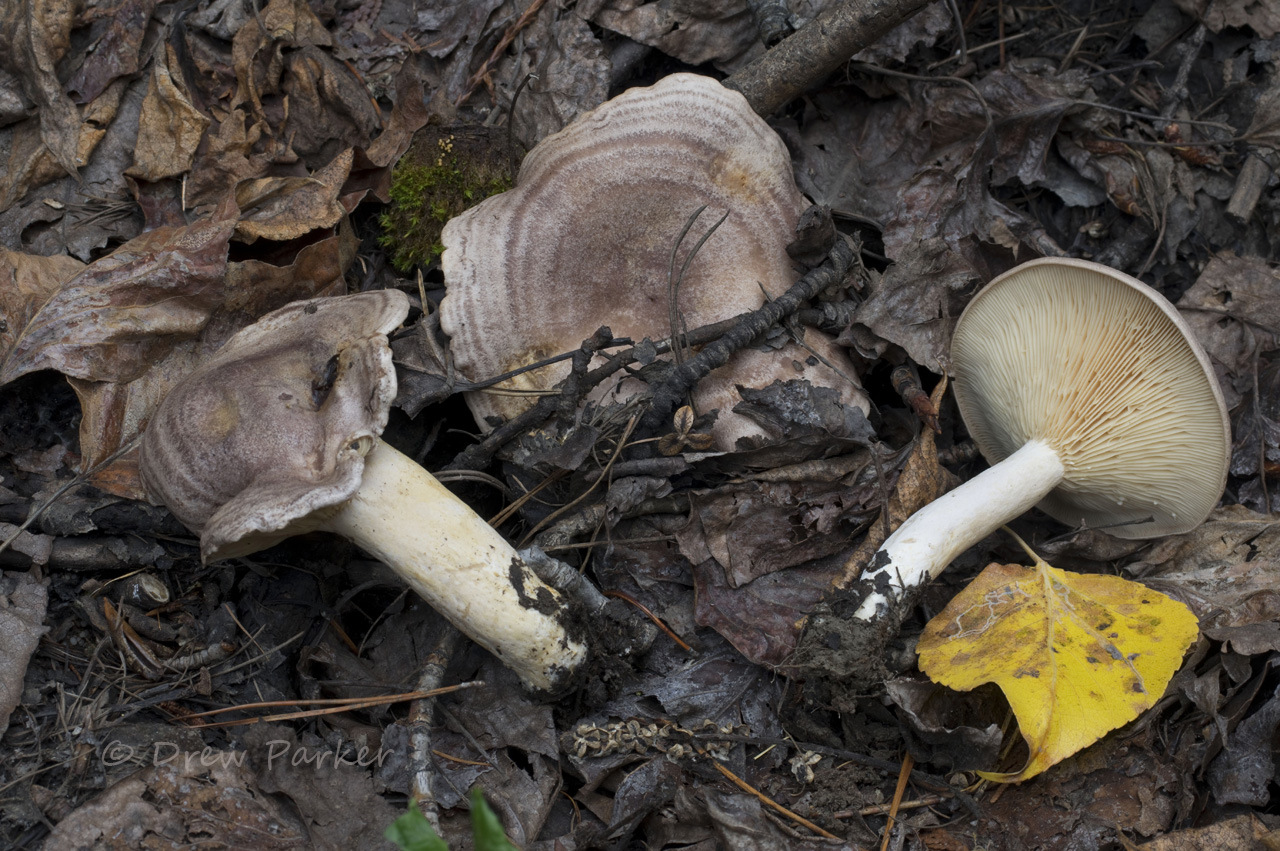 Observation mo-473876, Lactarius flexuosus