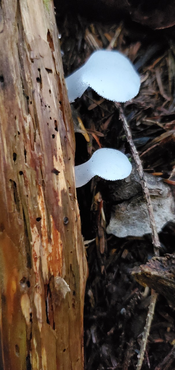 Observation mo-475742, Pseudohydnum gelatinosum