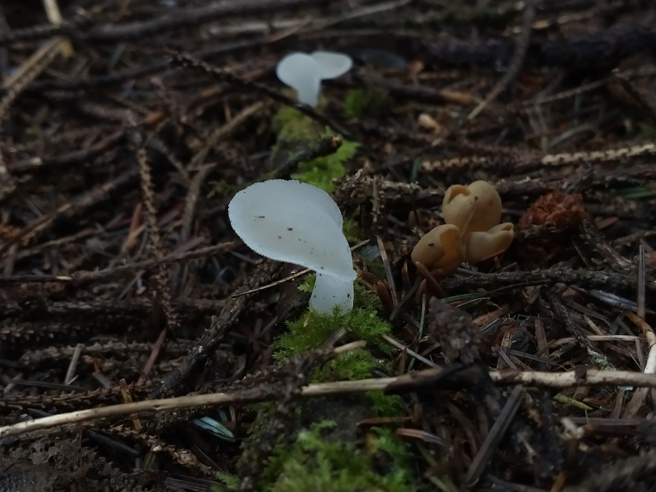 Observation mo-475933, Pseudohydnum gelatinosum