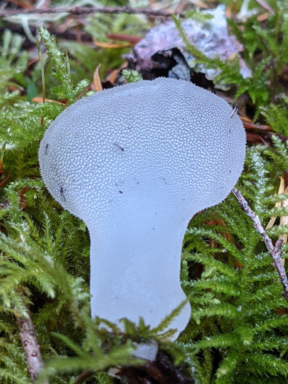 Observation mo-476003, Pseudohydnum gelatinosum