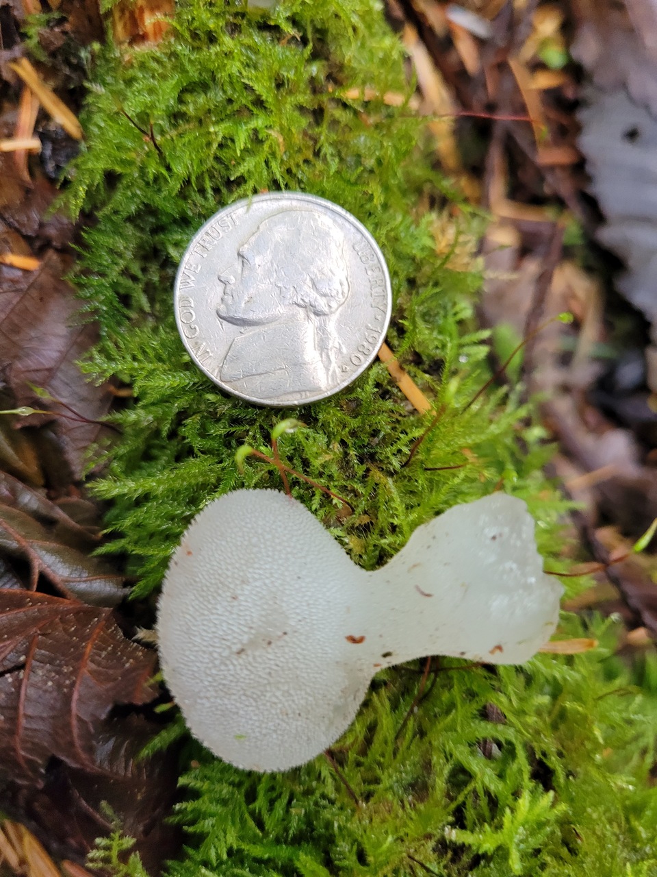 Observation mo-476350, Pseudohydnum gelatinosum