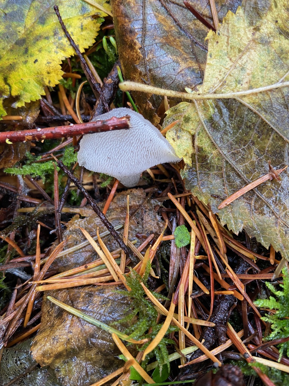 Observation mo-476883, Pseudohydnum gelatinosum