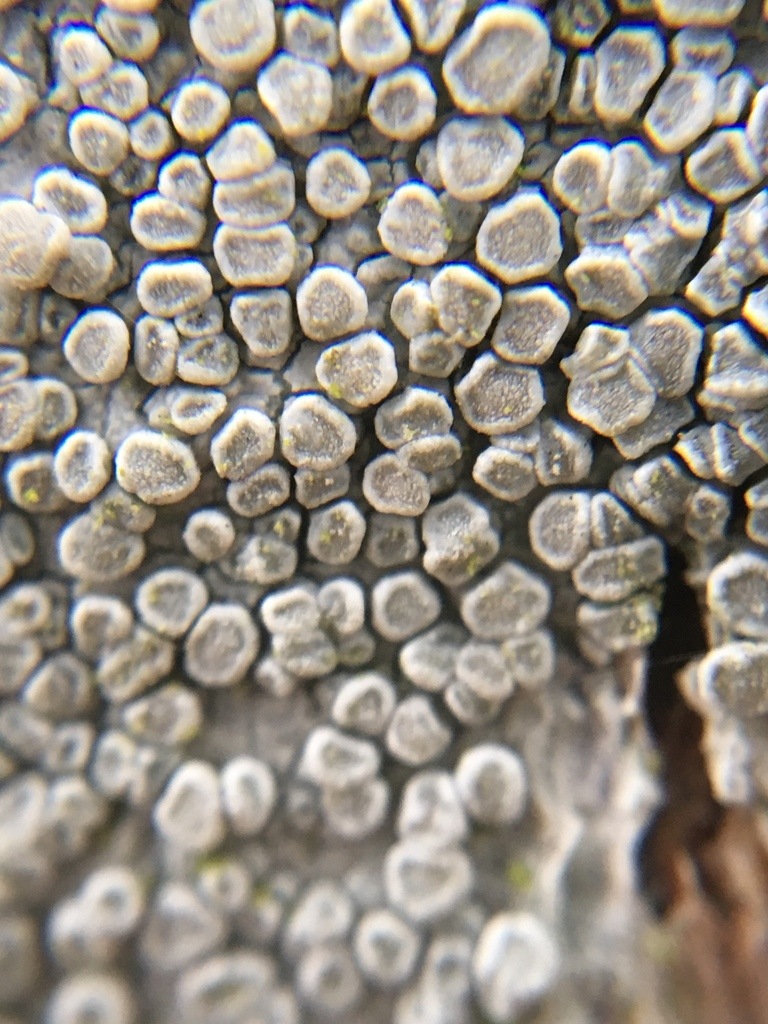Observation mo-477012, Lecanora carpinea