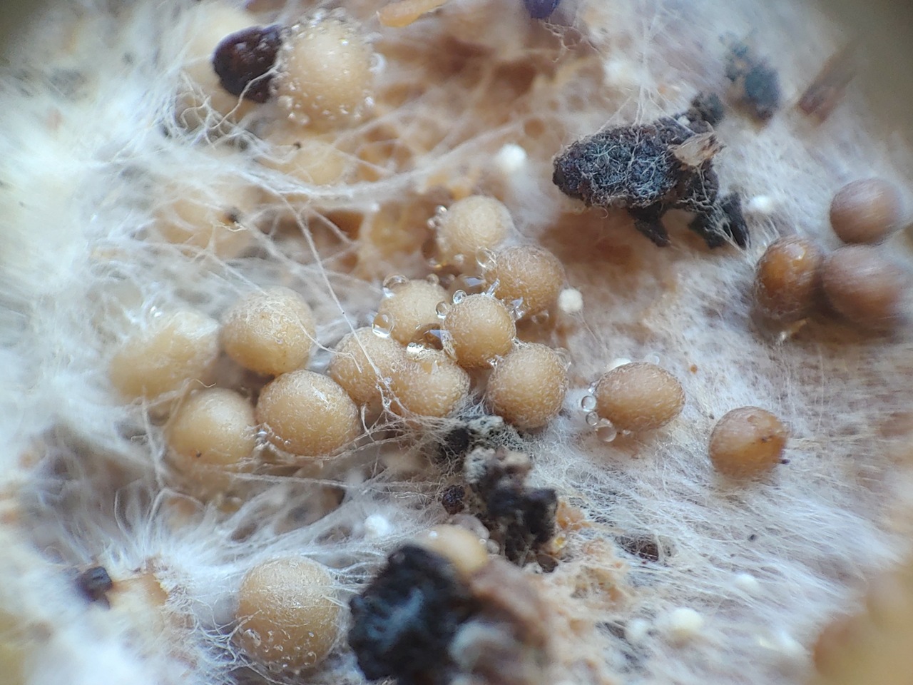 Observation mo-478206, Athelia rolfsii