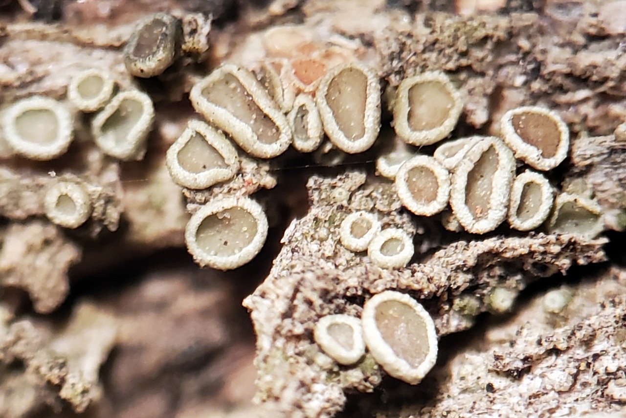 Observation mo-478308, Lecanora laxa