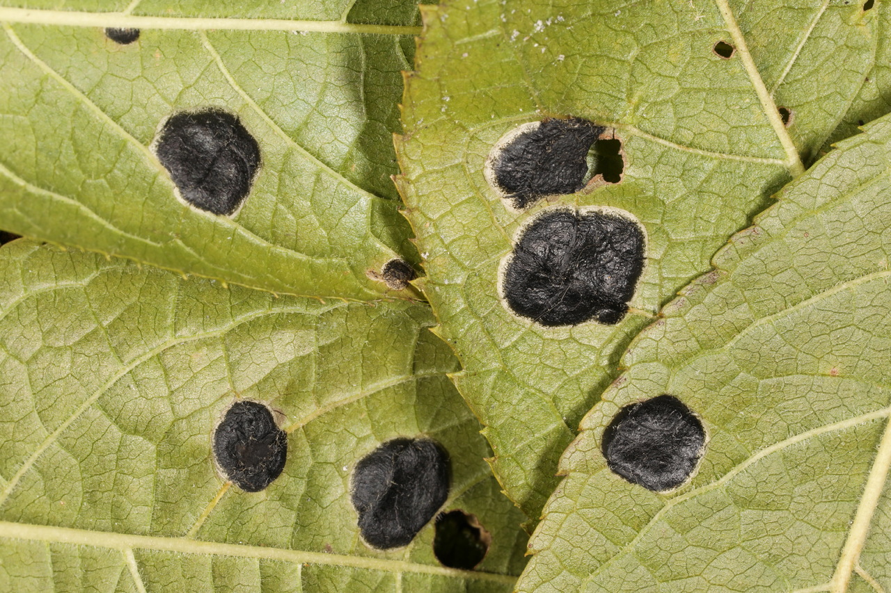 Observation mo-478379, Rhytisma prini