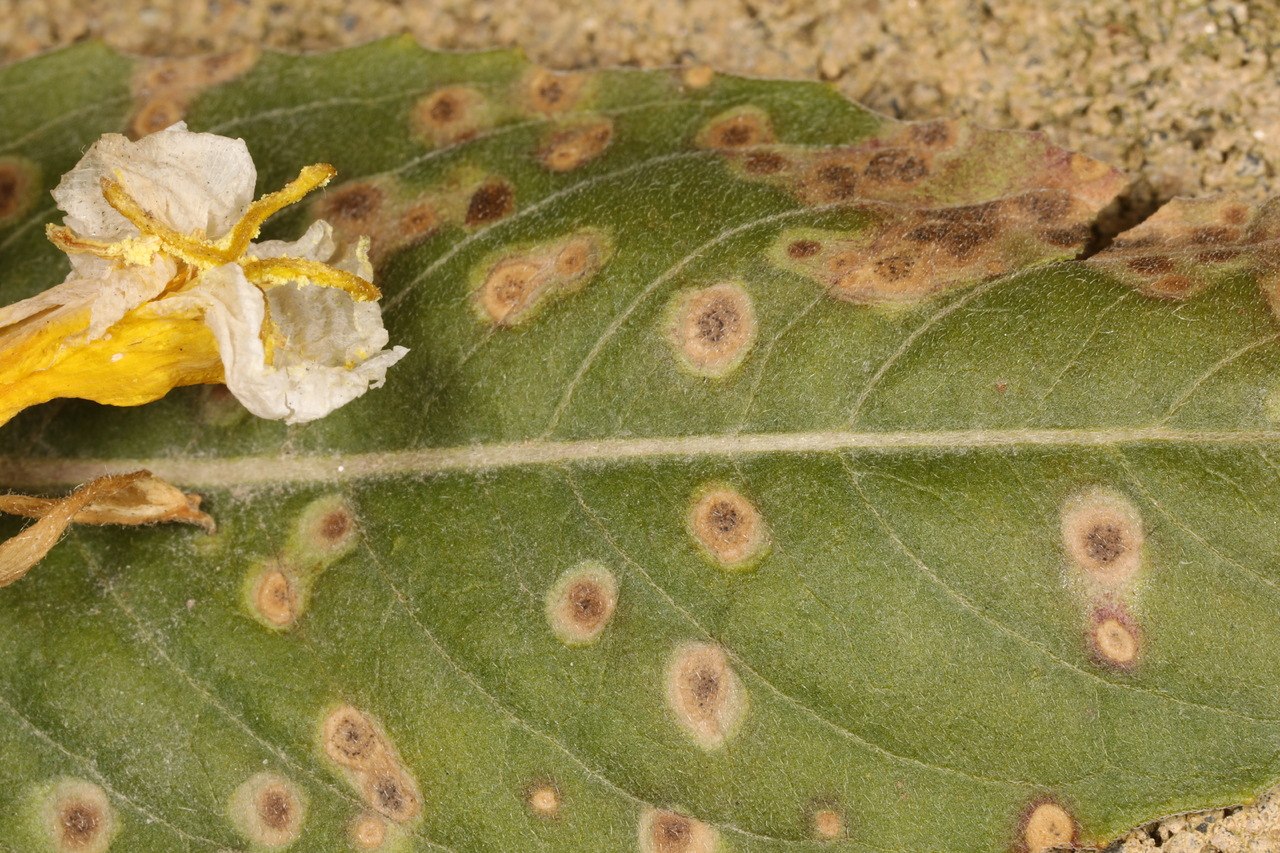 Observation mo-478383, Septoria oenotherae