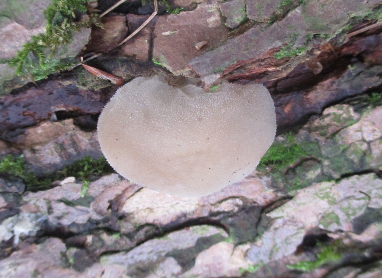 Observation mo-478607, Pseudohydnum gelatinosum