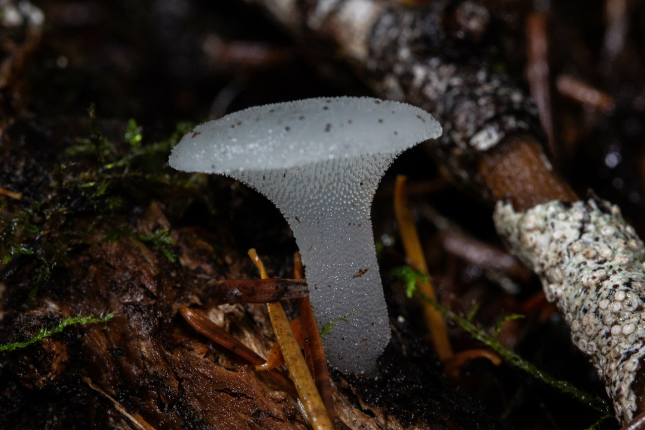 Observation mo-480730, Pseudohydnum gelatinosum
