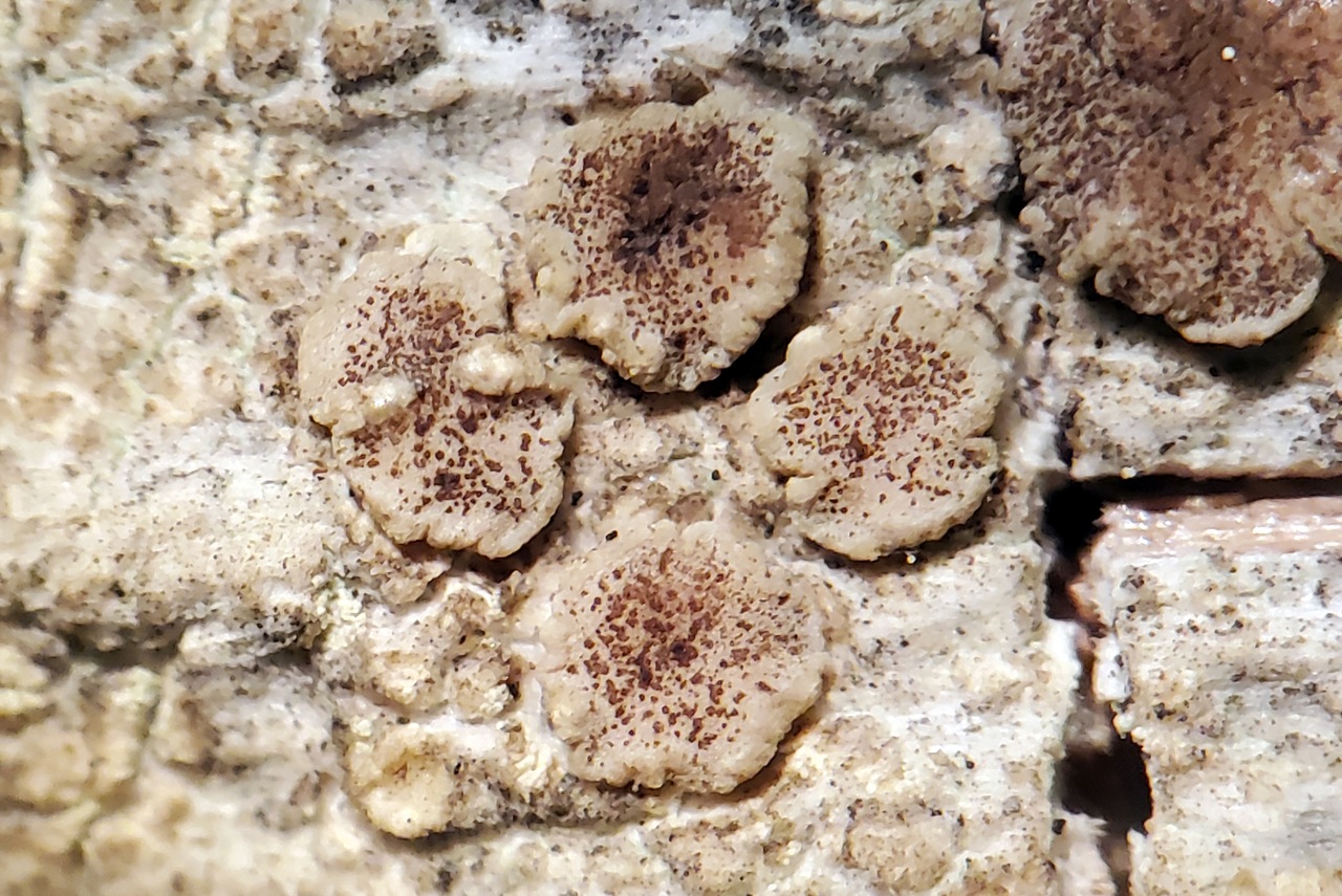 Observation mo-480764, Lecanora orae-frigidae