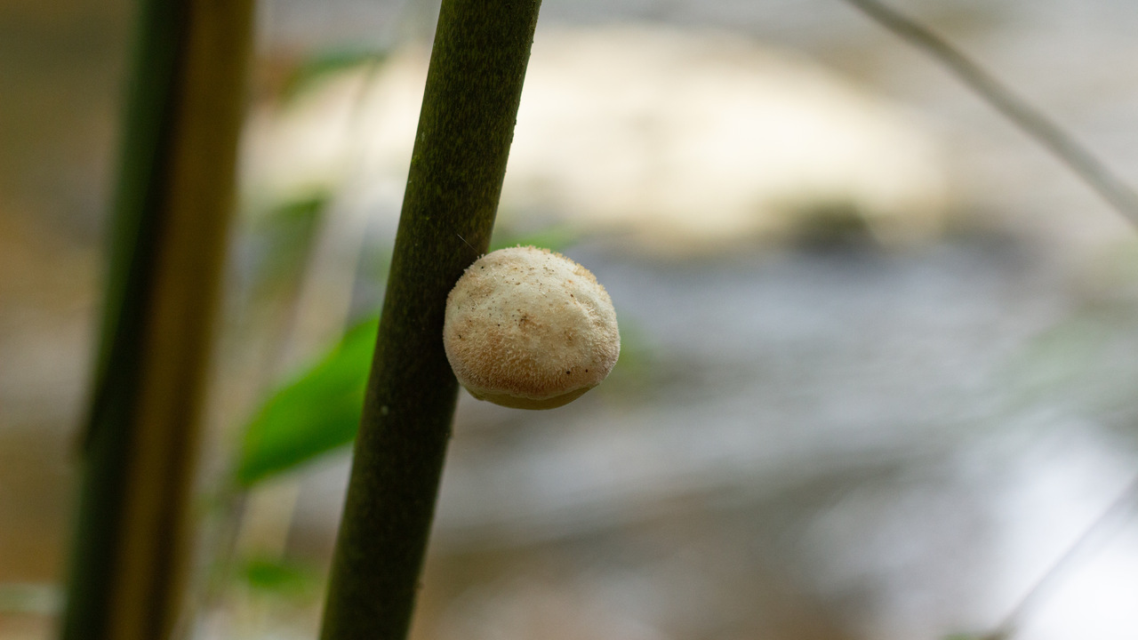 Observation mo-480826, Ascopolyporus polyporoides