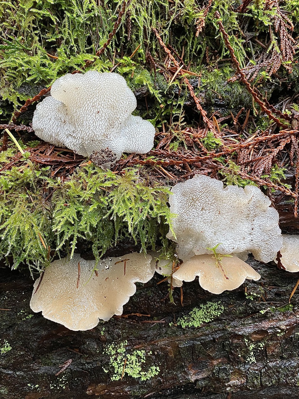Observation mo-481425, Pseudohydnum gelatinosum