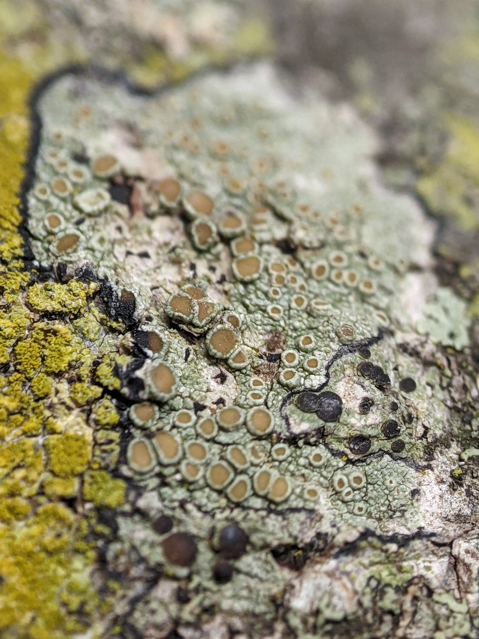 Observation mo-482134, Lecanora louisianae