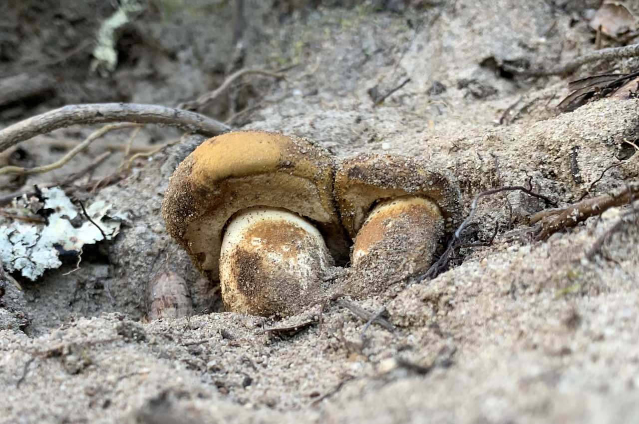 Observation mo-483013, Tylopilus humilis
