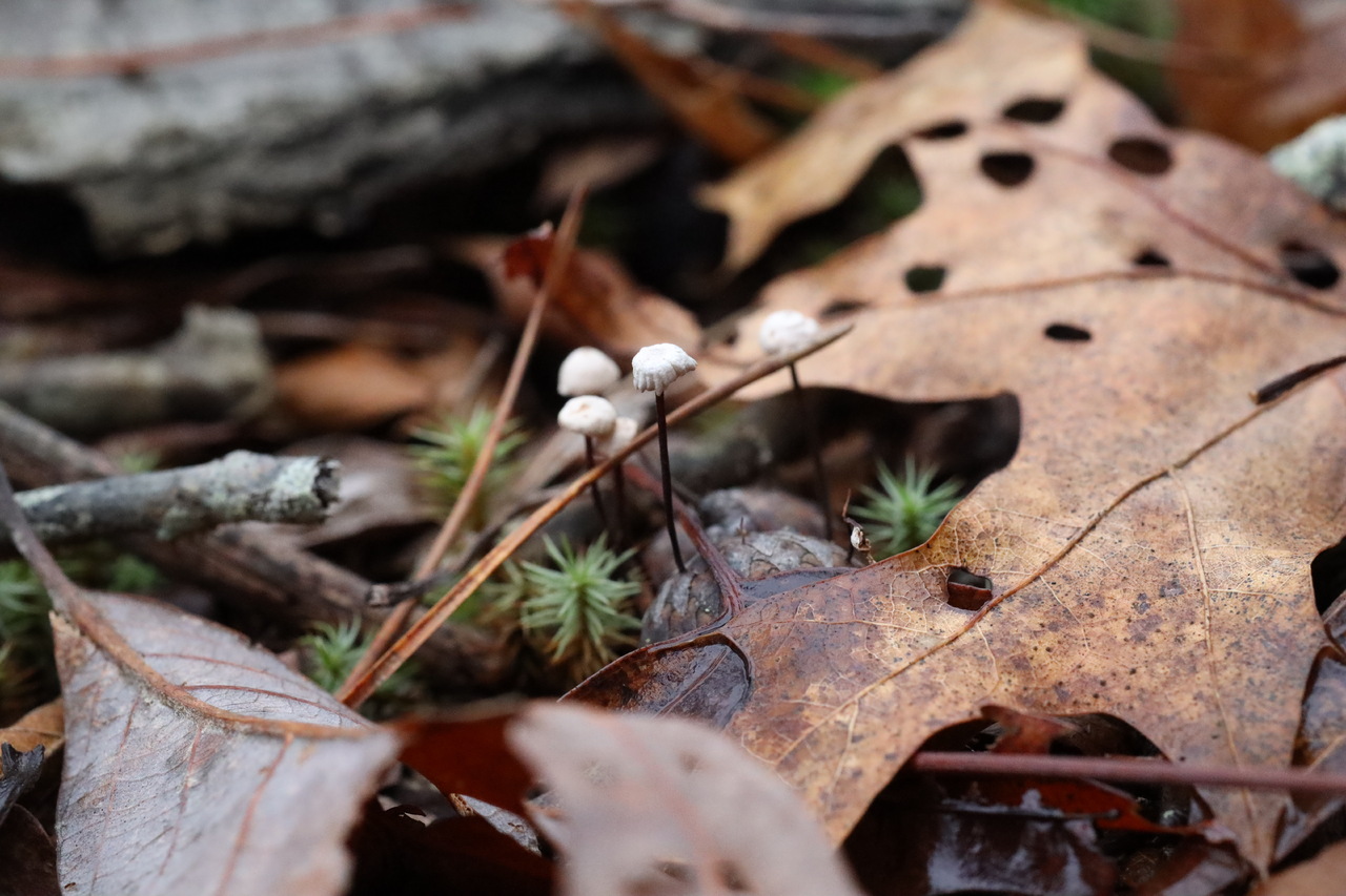 Observation mo-483100, Marasmiellus quercophilus