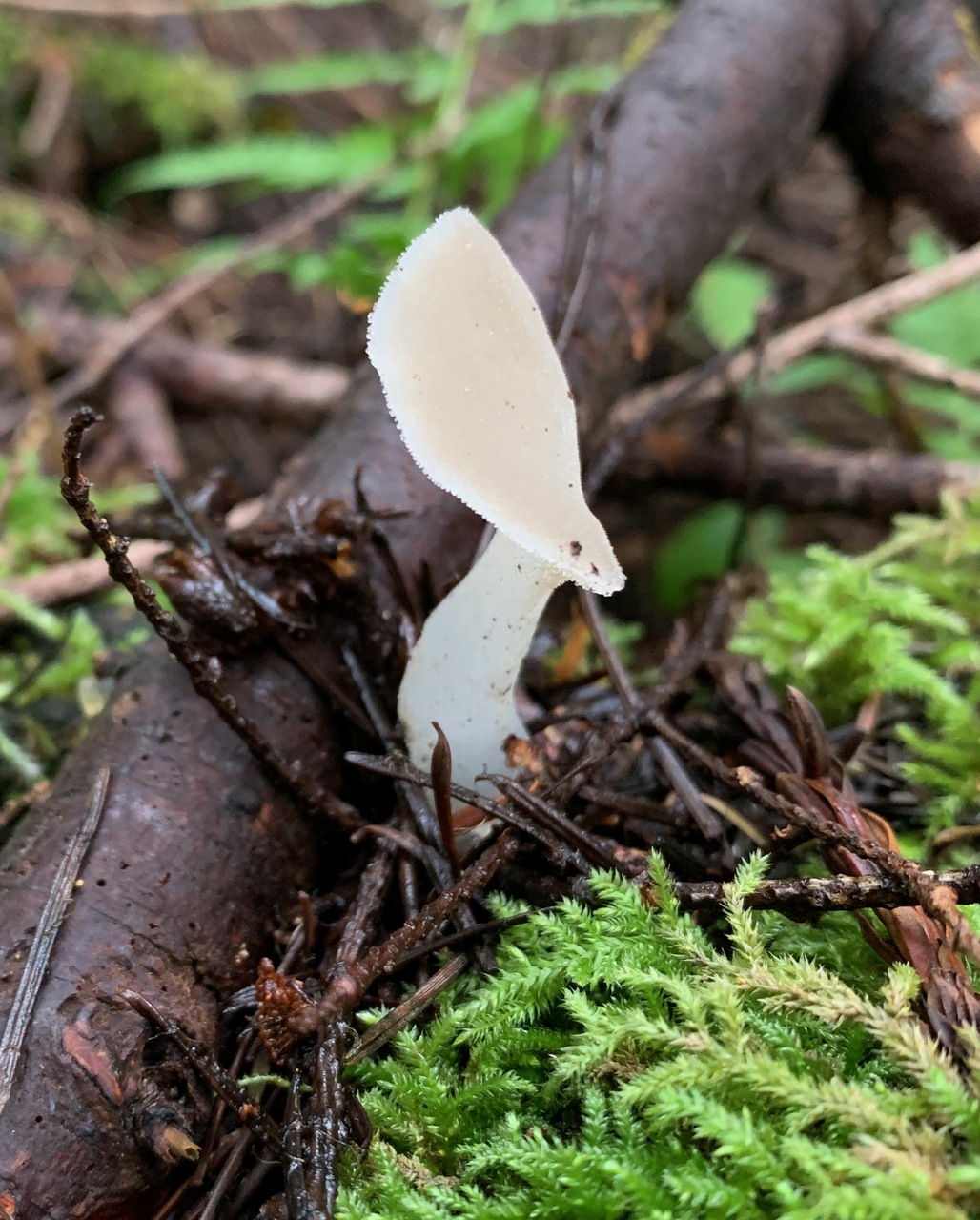 Observation mo-483807, Pseudohydnum gelatinosum