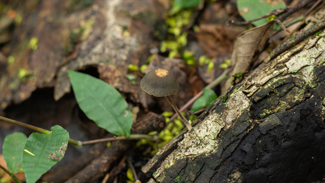 Observation mo-483902, Panaeolus sylvaticus