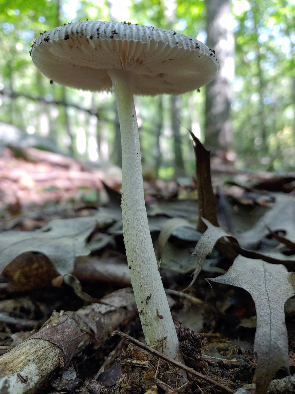 Observation mo-484779, Amanita longicuneus