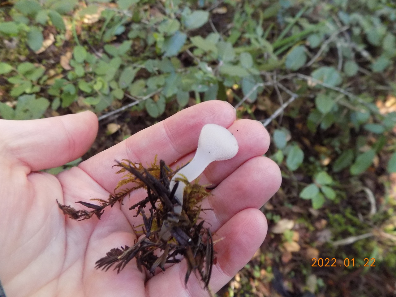 Observation mo-485213, Pseudohydnum gelatinosum