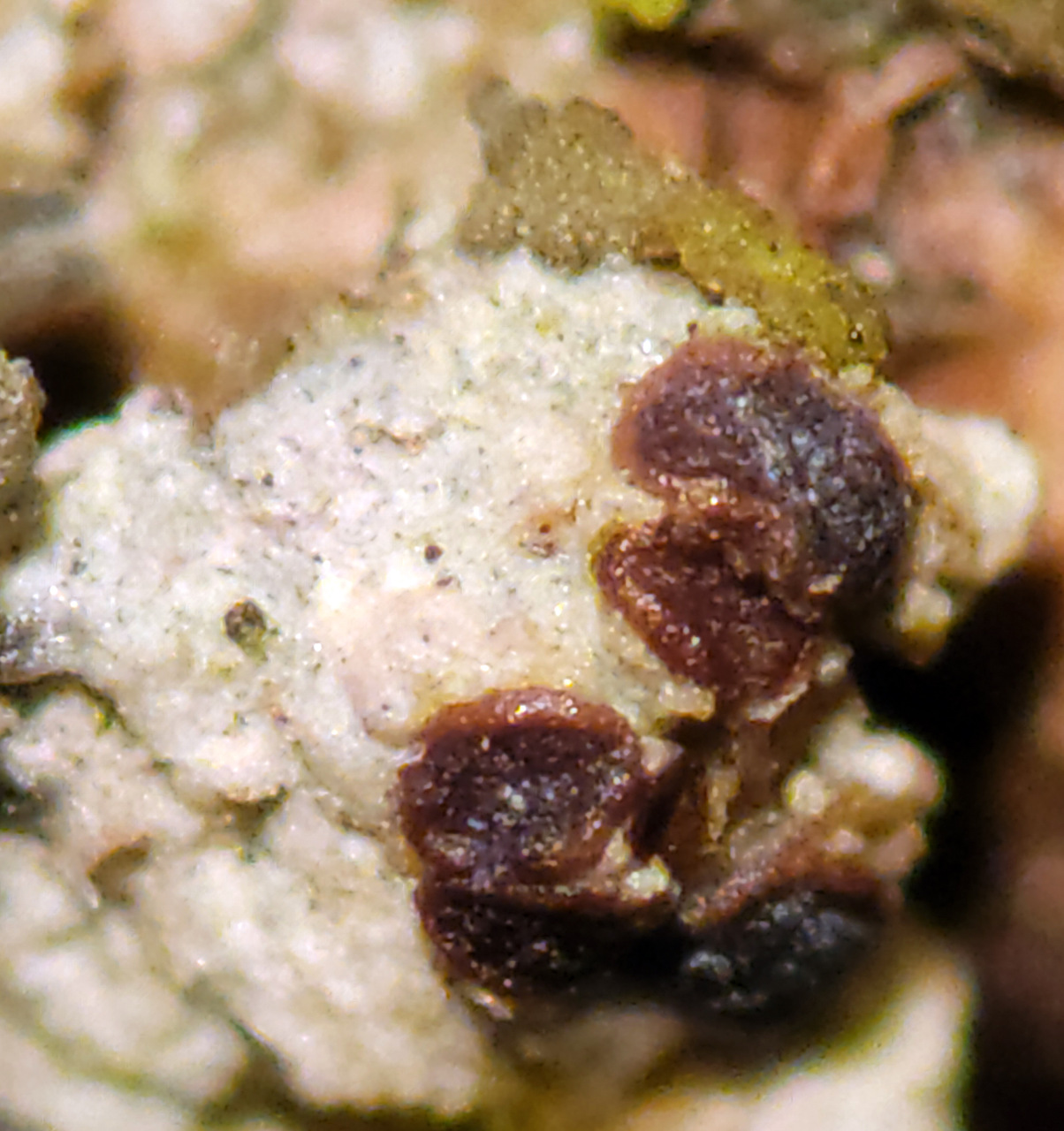 Observation mo-485281, Lecidea varians