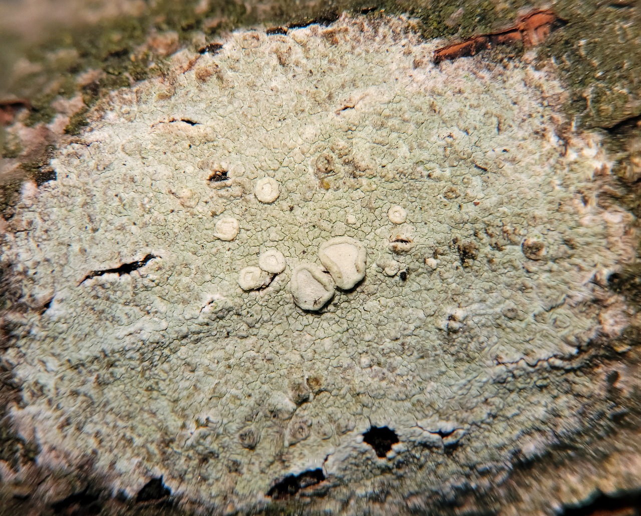 Observation mo-486438, Lecanora albella