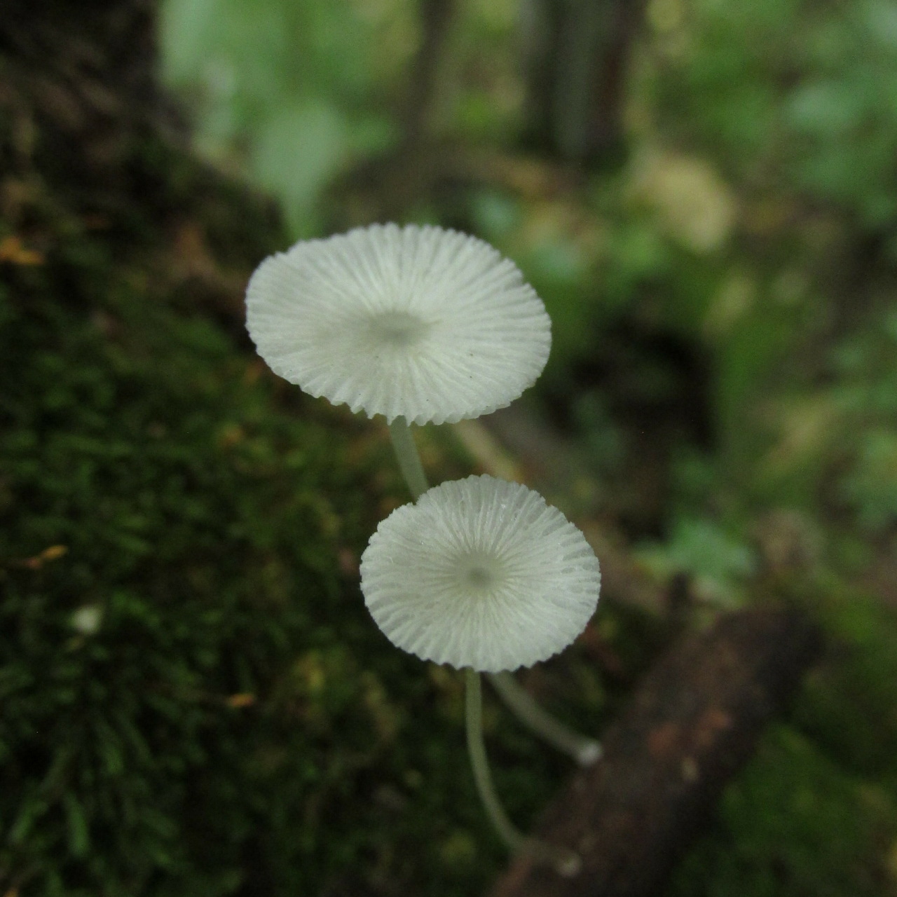Observation mo-487284, Mycena rhenana