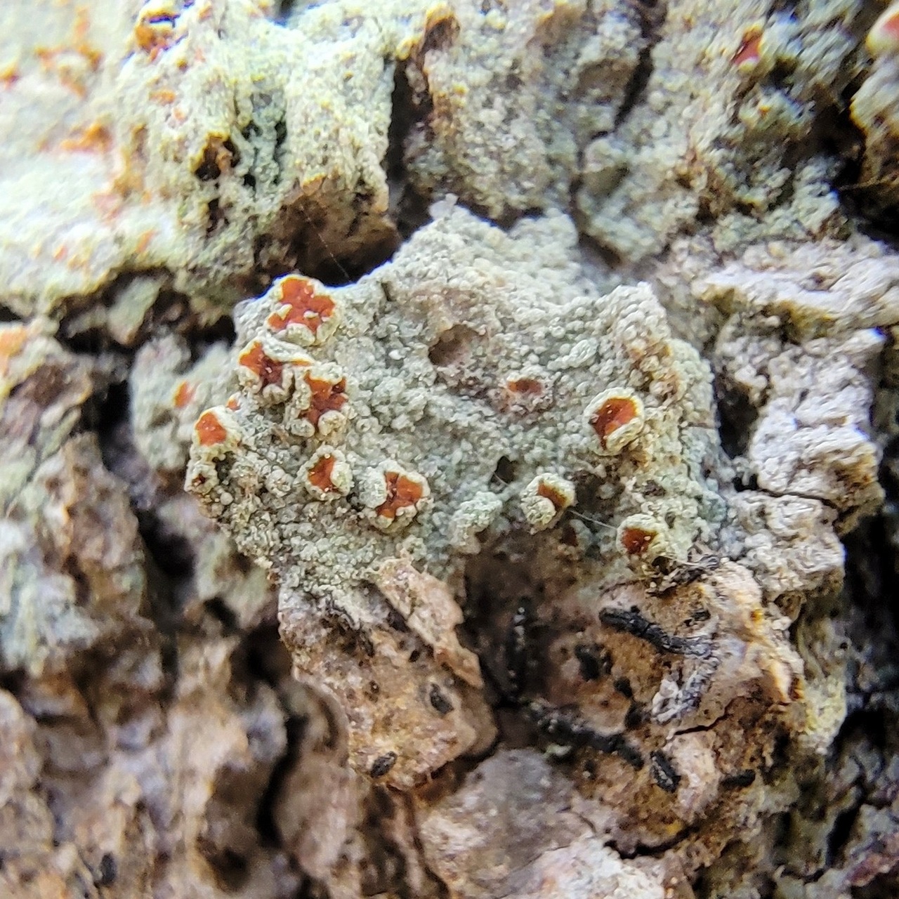 Observation mo-488445, Haematomma guyanense