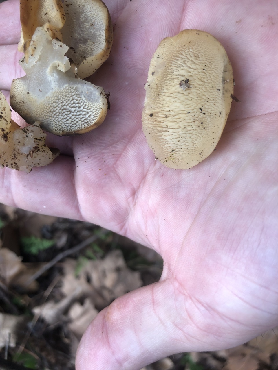 Observation mo-488717, Pseudohydnum gelatinosum