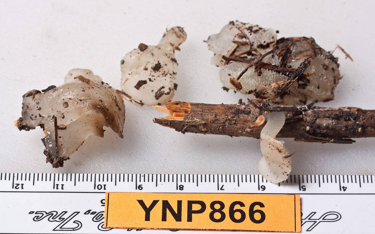 Observation mo-48912, Pseudohydnum gelatinosum