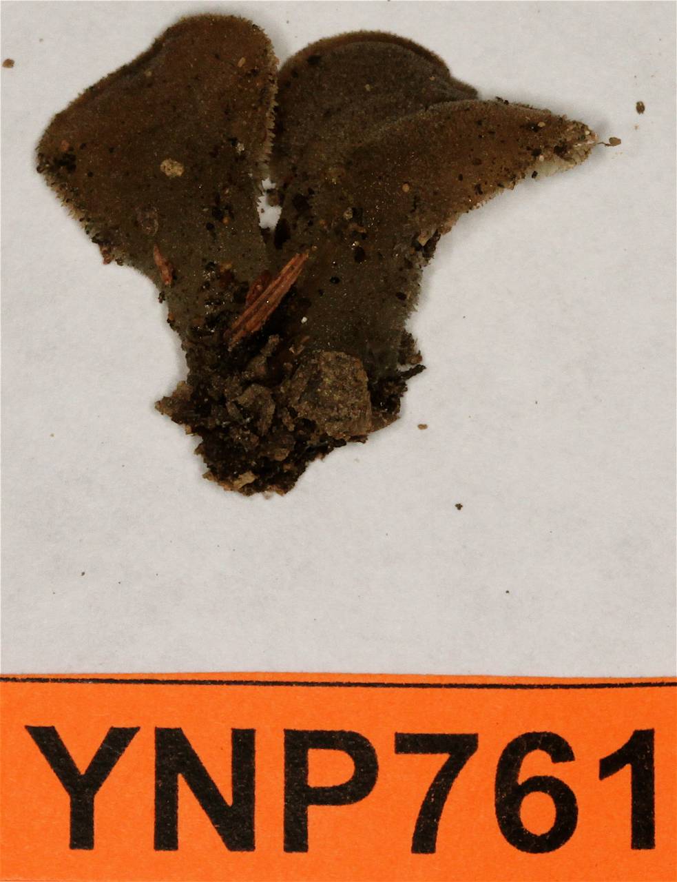 Observation mo-48982, Pseudohydnum gelatinosum