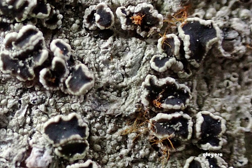 Observation mo-490501, Lecanora allophana