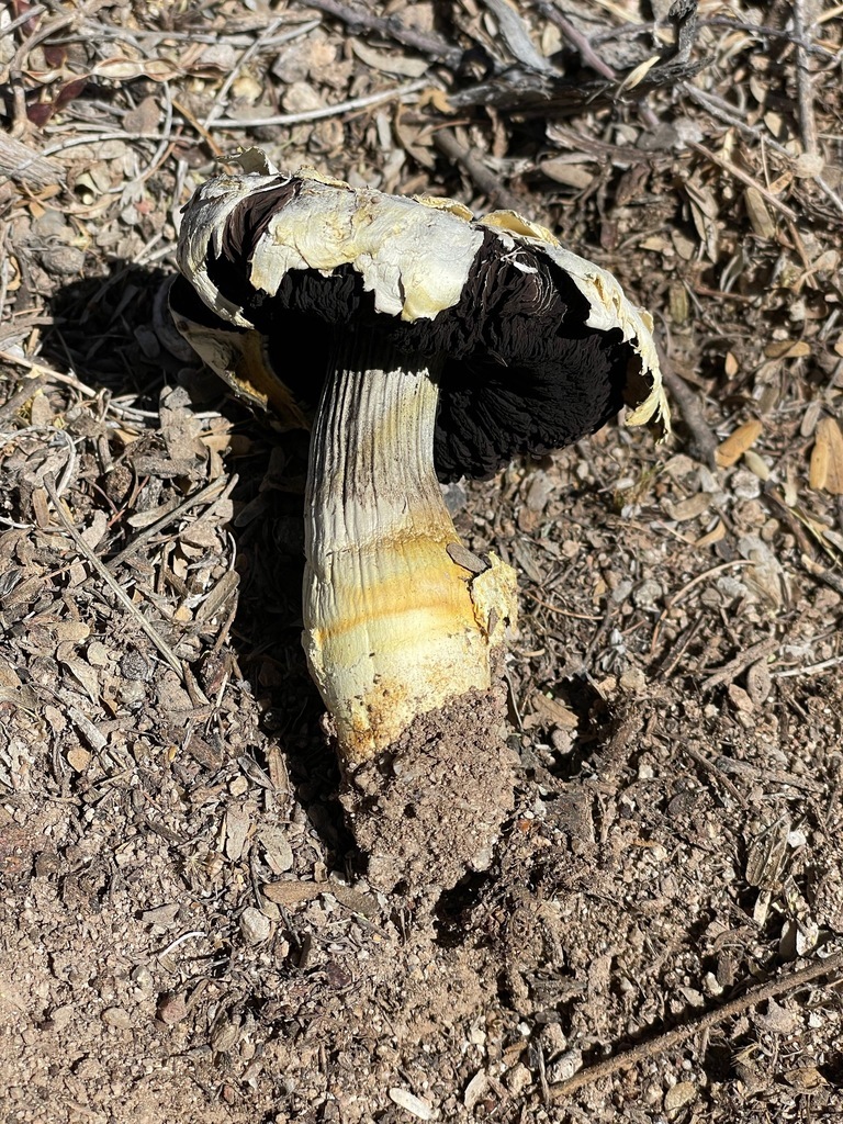 Observation mo-491737, Agaricus sp. 'RWK1048'
