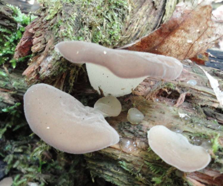 Observation mo-49256, Pseudohydnum gelatinosum