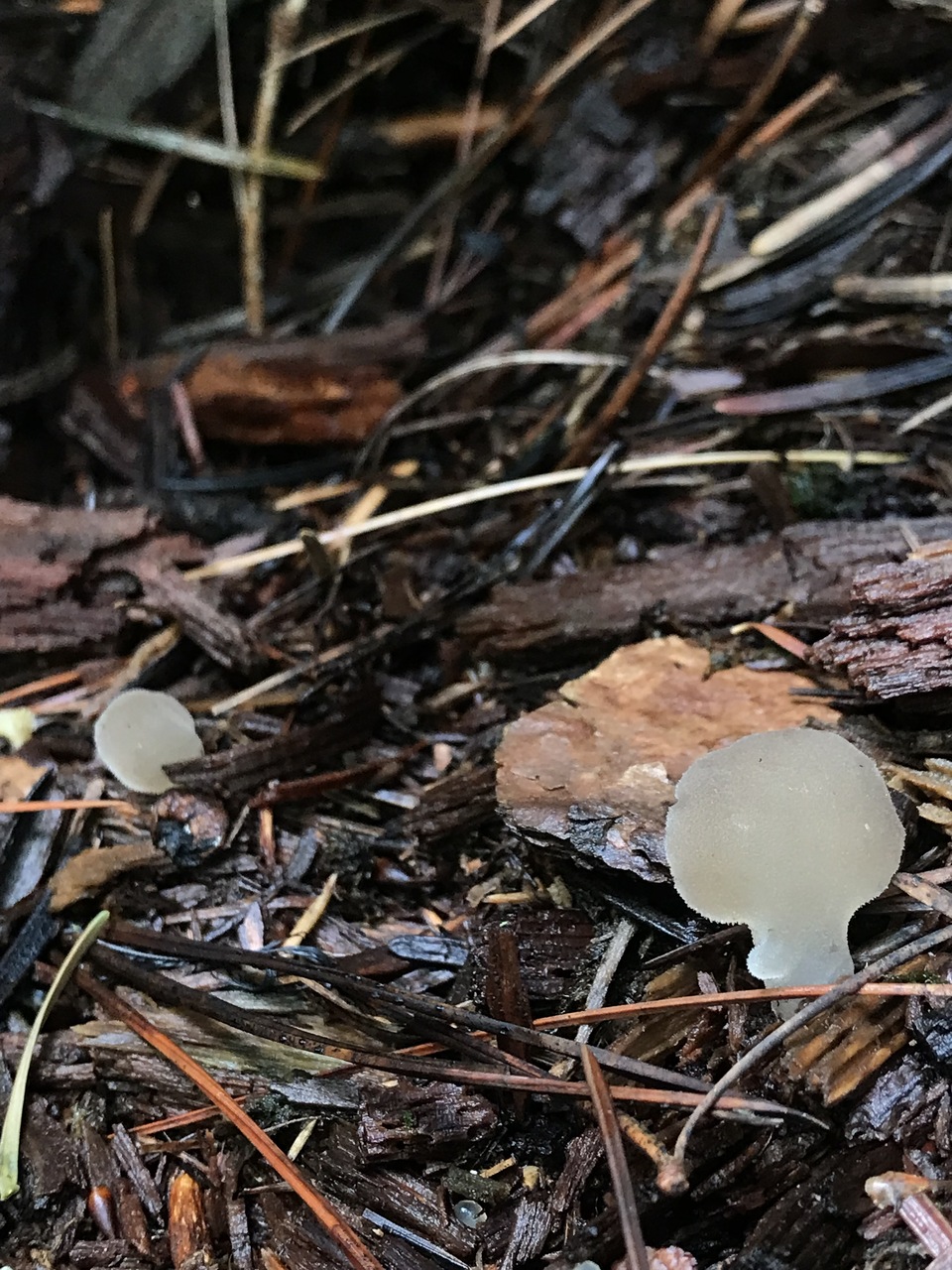 Observation mo-494115, Pseudohydnum gelatinosum