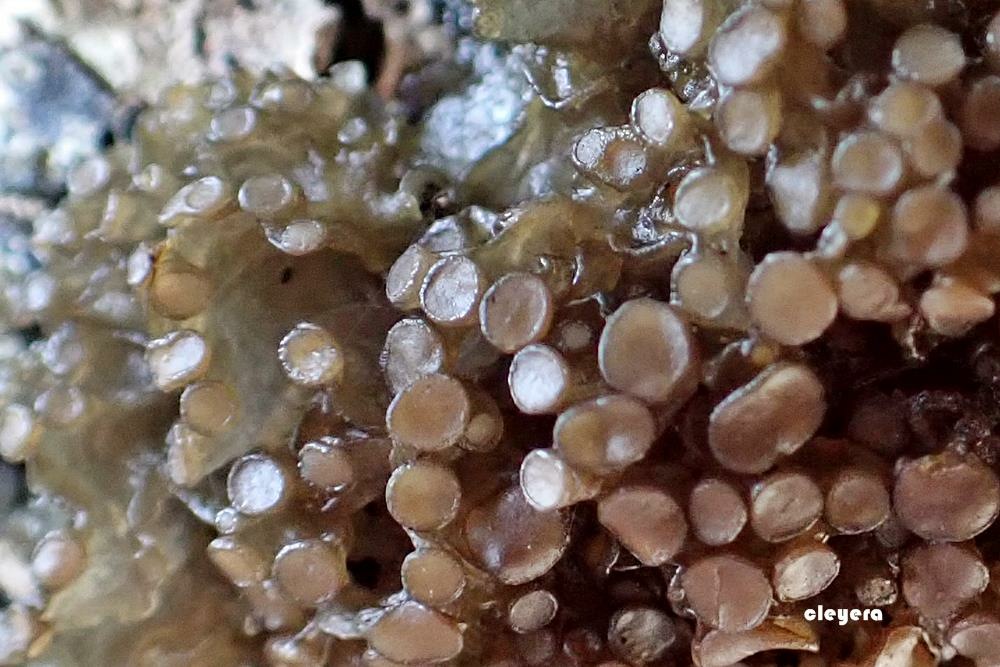 Observation mo-495101, Arctomia fascicularis