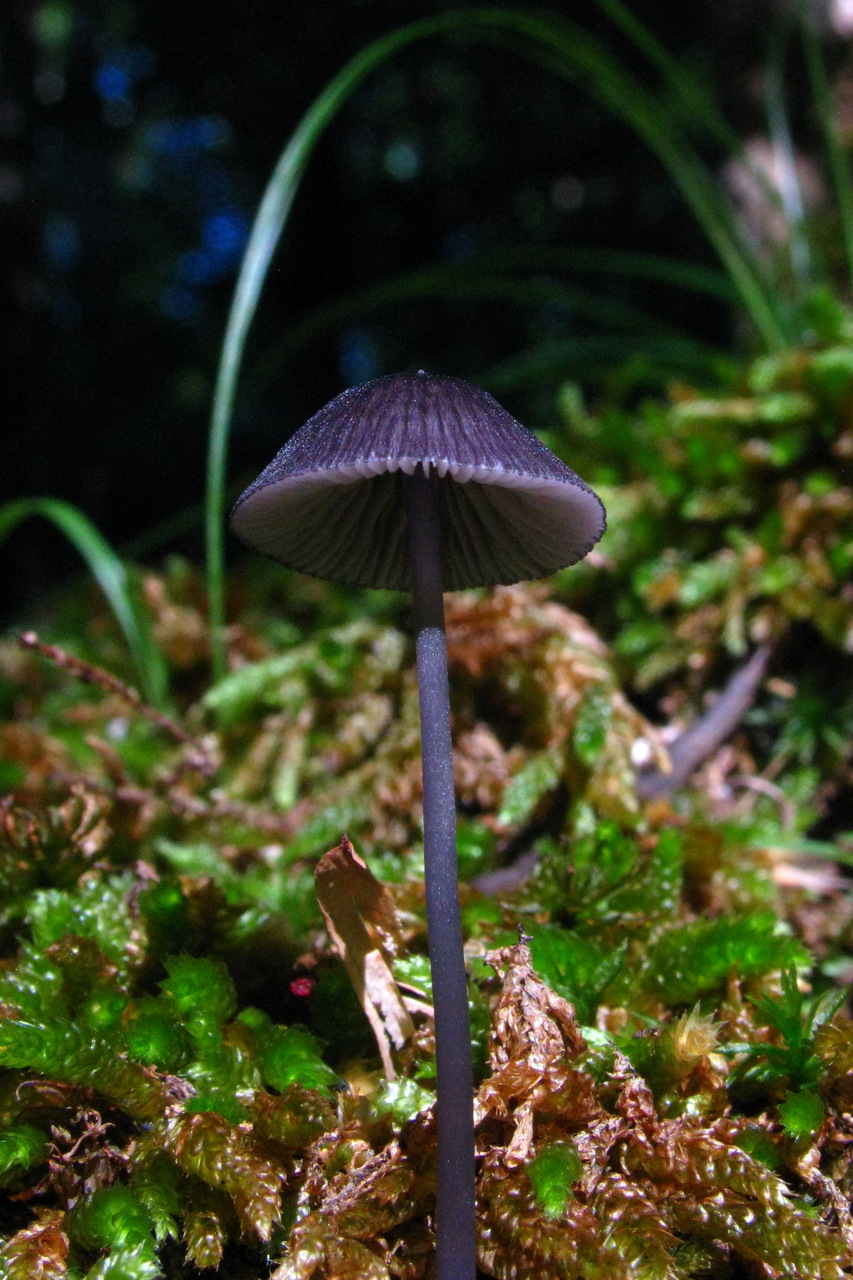 Observation mo-497805, Entoloma lazulinoardesiacum