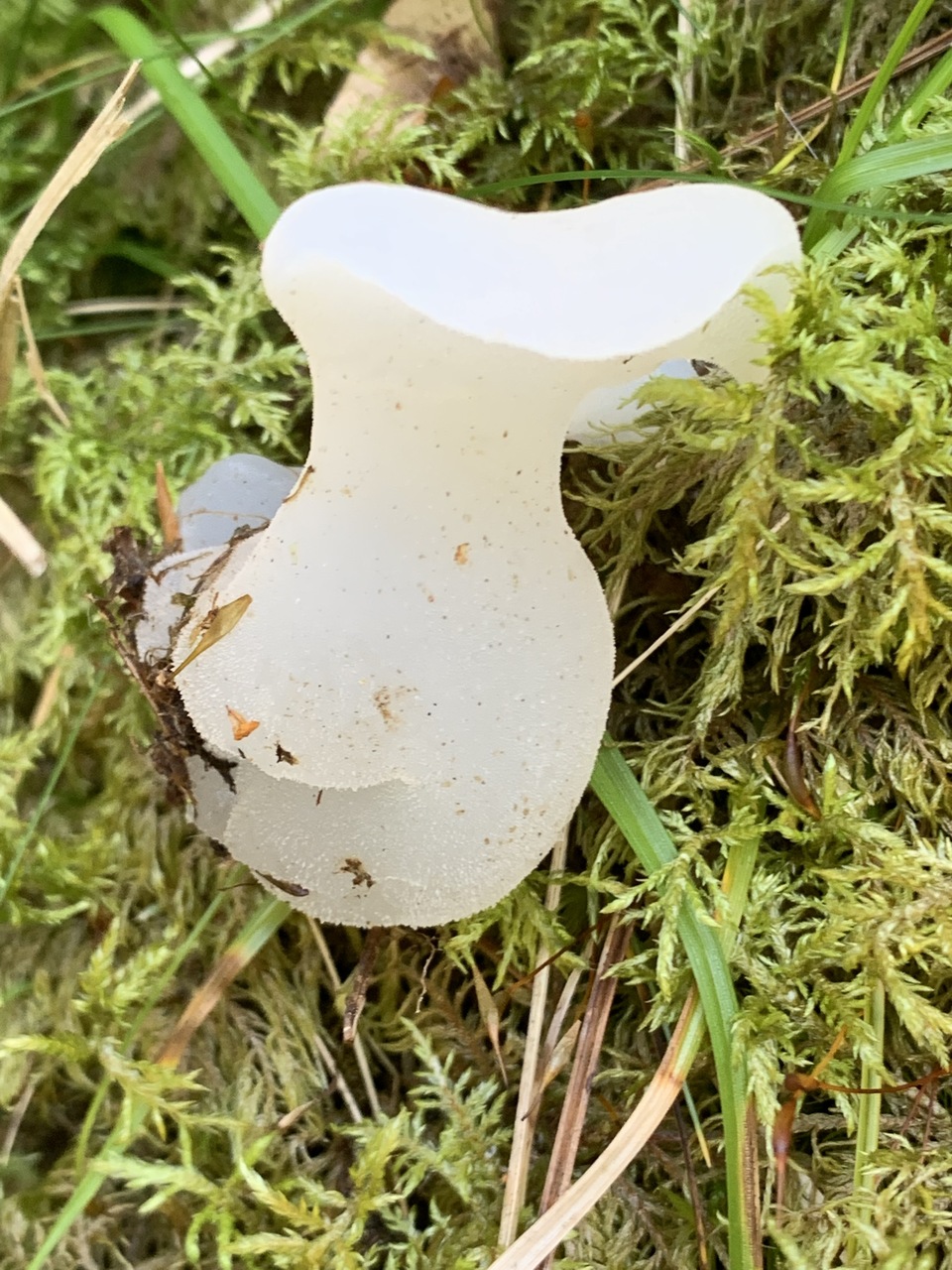 Observation mo-499511, Pseudohydnum gelatinosum