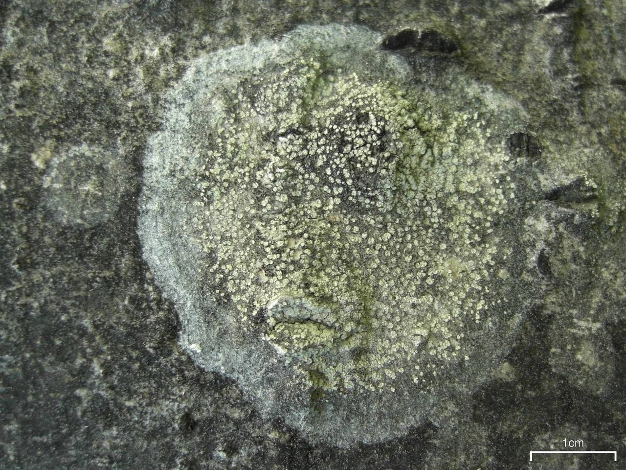Observation mo-49975, Lecanora impudens