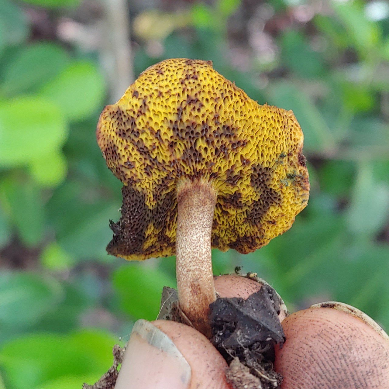 Observation mo-499954, Xerocomus coccolobae