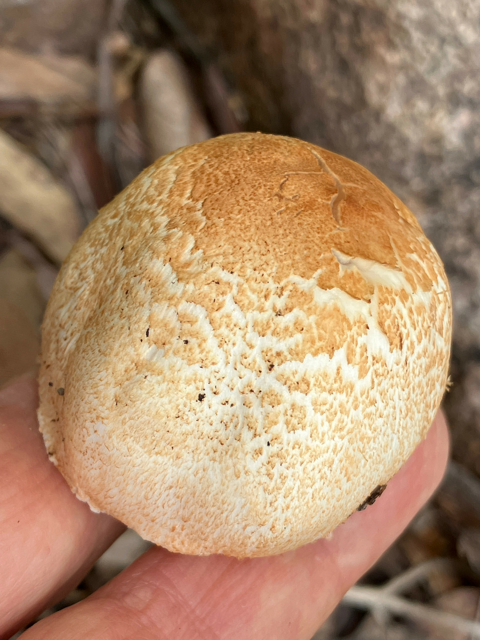 Observation mo-500528, Agaricus sp. 'RMC1256'