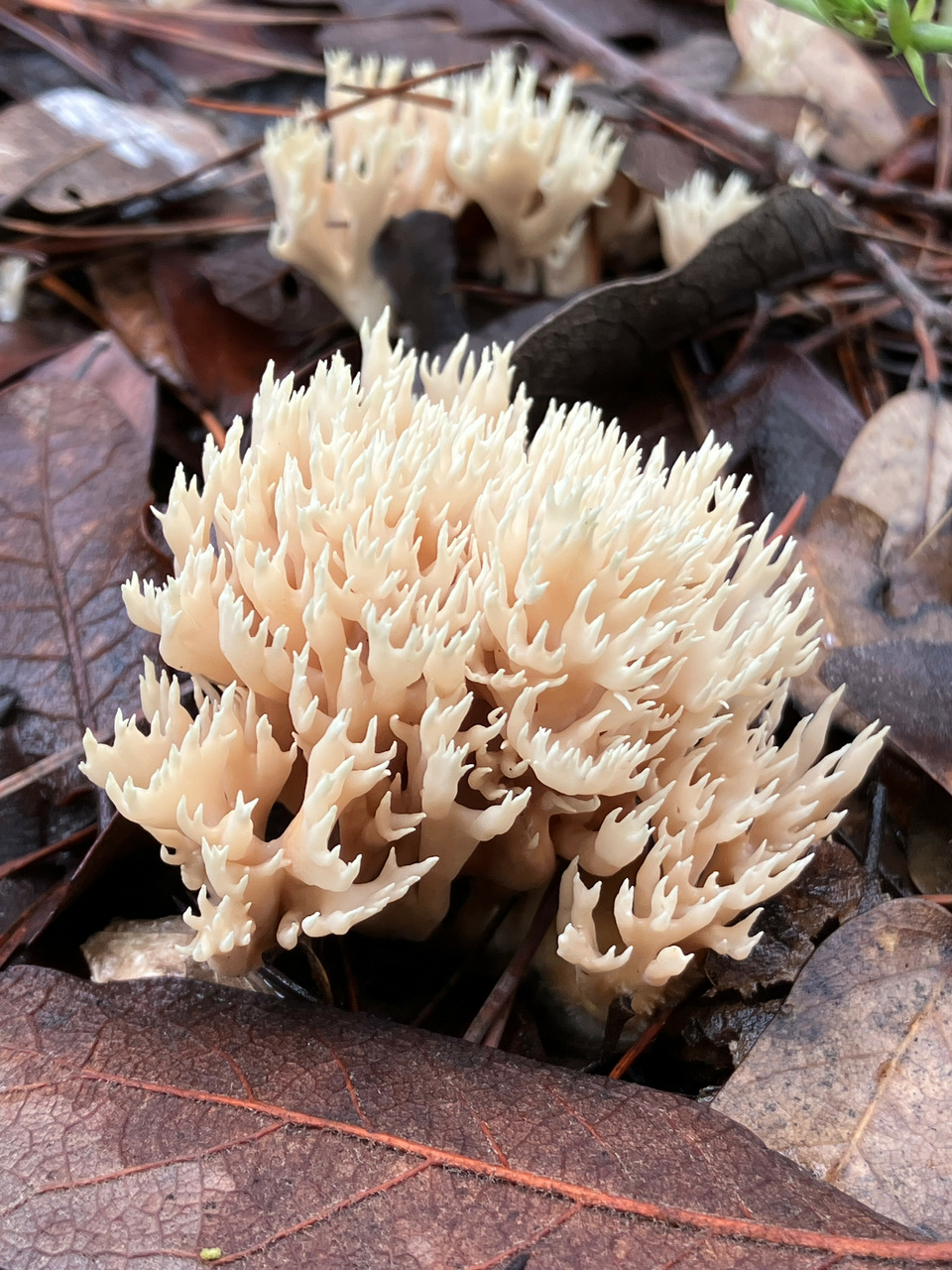 Observation mo-500538, Lentaria byssiseda