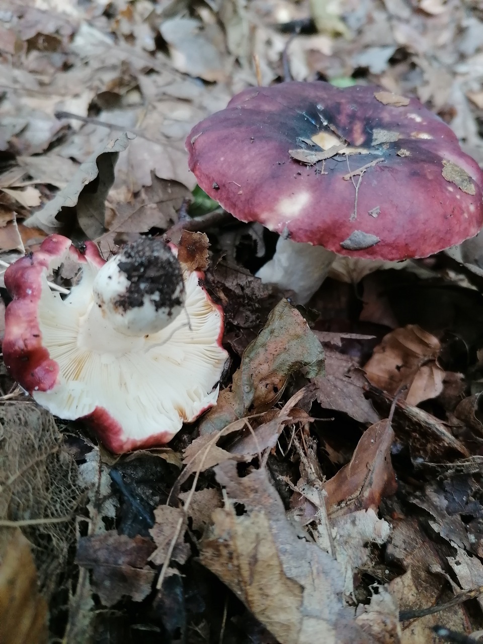 Observation mo-502200, Russula caerulea