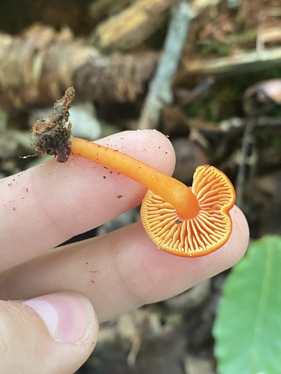 Observation mo-503728, Hygrocybe miniata